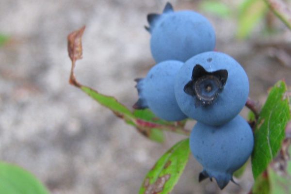 Chalet le Paradis location colombier cote-nord 29